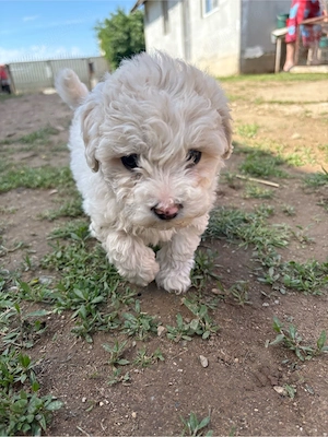 3 căței Bichon Frisé - imagine 2