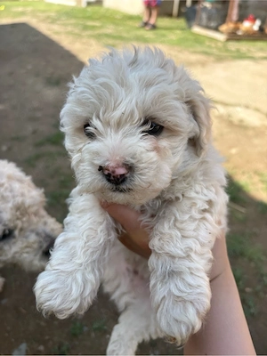 3 căței Bichon Frisé