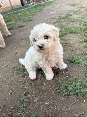 3 căței Bichon Frisé - imagine 4