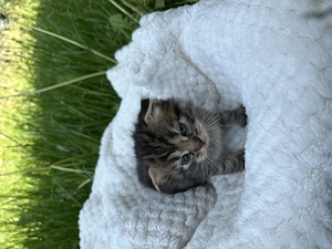 Scottish Fold, fetiță adorabilă