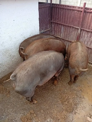 Porci de vanzare 