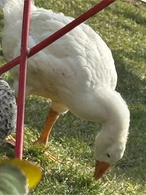 gaste gascani 