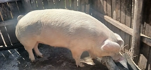 Scroafa de vanzare cu o singura fatare pe 31 ianuarie anul acesta, a fatat 12 purcei, sanatosi.