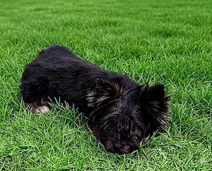 Yorkshire terrier rasă pură culoare rdeosebita 7  luni culoare negru 