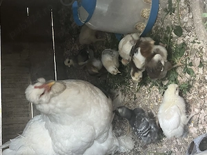 Pui Motati și Strumski 