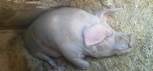 Scroafa cu greutatea peste 300 kg, hranita cu cereale boabe si urluiala. hranita bio. Culoare alba..