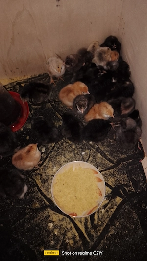 Pui Brahma și alte rase 