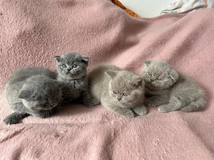 Pui British Shorthair