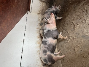 Vand porc rasa de carne!