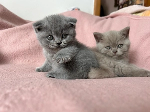 Pui British Shorthair - imagine 4