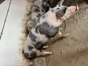 Vand porc rasa de carne! - imagine 3