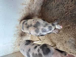 Vand porc rasa de carne! - imagine 2