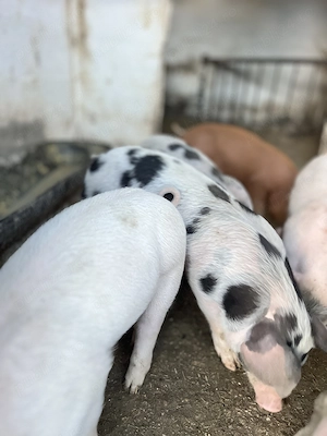 Vând 15 purcei de 7 săptămâni Duroc cu Landrace - imagine 3