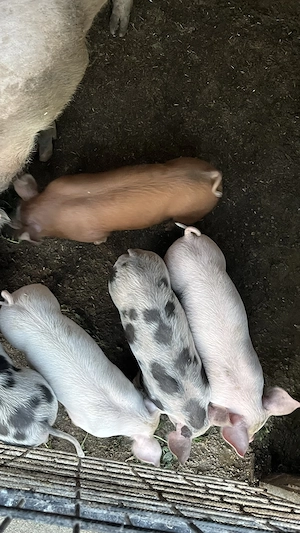 Vând 15 purcei de 7 săptămâni Duroc cu Landrace - imagine 5