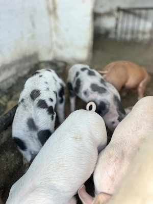 Vând 15 purcei de 7 săptămâni Duroc cu Landrace - imagine 4