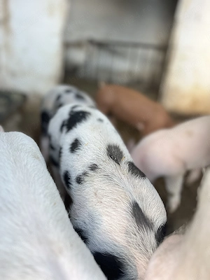 Vând 15 purcei de 7 săptămâni Duroc cu Landrace - imagine 2