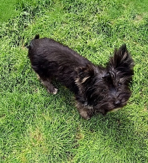 Yorkshire terrier rasă pură culoare rdeosebita 7  luni culoare negru 