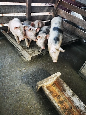 porci de vanzare rasa landras cu marele alb porci au in jur de 80 90 kg crescuti bio  - imagine 4