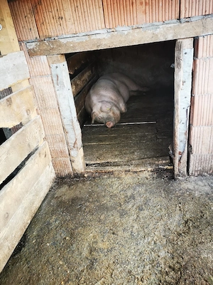 porci de vanzare rasa landras cu marele alb porci au in jur de 80 90 kg crescuti bio  - imagine 5