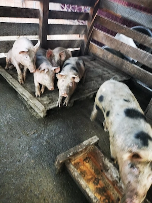 porci de vanzare rasa landras cu marele alb porci au in jur de 80 90 kg crescuti bio  - imagine 2