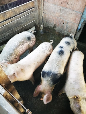 porci de vanzare rasa landras cu marele alb porci au in jur de 80 90 kg crescuti bio  - imagine 3