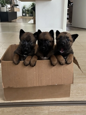 Pui ciobanesc belgian malinois - imagine 2