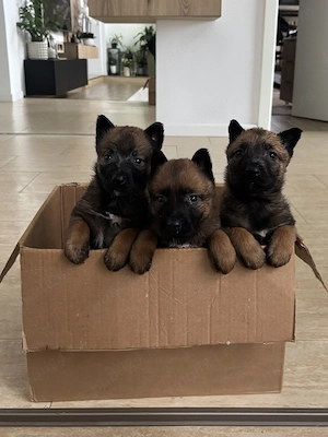 Pui ciobanesc belgian malinois