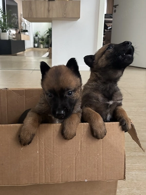 Pui ciobanesc belgian malinois - imagine 4