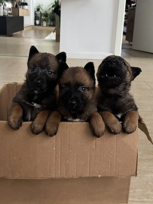 Pui ciobanesc belgian malinois - imagine 3