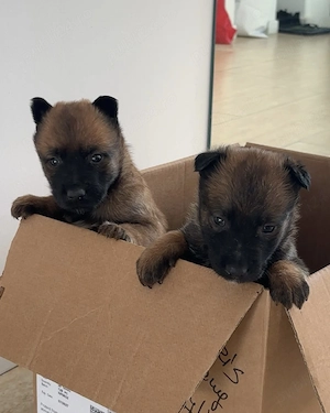 Pui ciobanesc belgian malinois - imagine 5