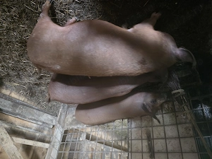 Vând 3 soldani Duroc aproximativ 35 kg bucata