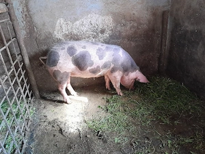 srofică pietran pt reproducție,sau îngrășat 110kg - imagine 3