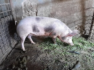 srofică pietran pt reproducție,sau îngrășat 110kg - imagine 4