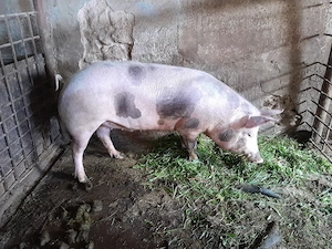 srofică pietran pt reproducție,sau îngrășat 110kg - imagine 2