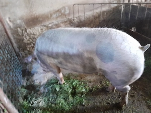 porc,scroafa pt.sacrificat 200kg +_ - imagine 3