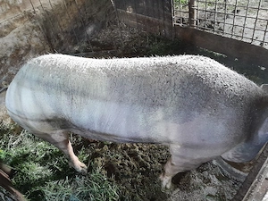 porc,scroafa pt.sacrificat 200kg +_ - imagine 2