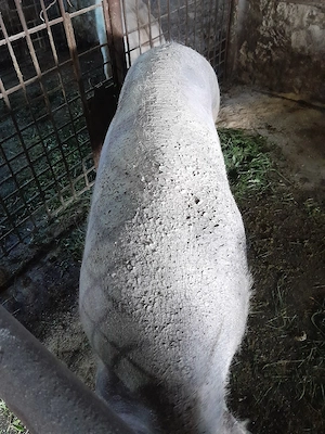 porc,scroafa pt.sacrificat 200kg +_