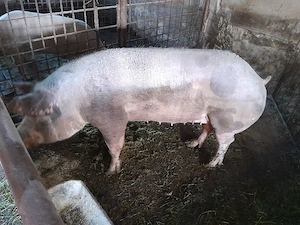 porc,scroafa pt.sacrificat 200kg +_ - imagine 4