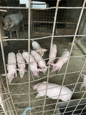 purcei de vanzare