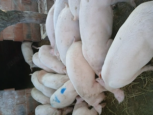 Purcei pentru rotisor  45 55 kg