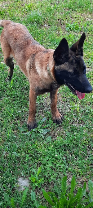 Pui Belgian Malinois - 4 luni complet vaccinat- micricipat - imagine 2