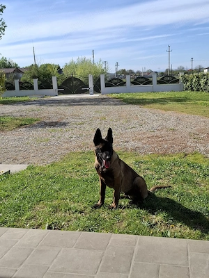 Pui Belgian Malinois - 4 luni complet vaccinat- micricipat