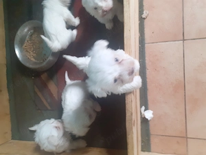 Bichon maltez catelusi 