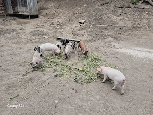 Porci de vânzare 