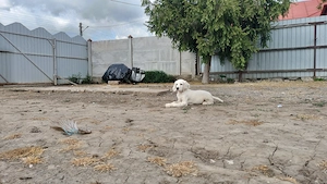 Setter englez 2 femele și 3 masculi  - imagine 4