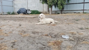 Setter englez 2 femele și 3 masculi  - imagine 2