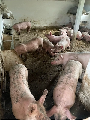 de vanzare stoc limitat 18 buc la 60 de kg 