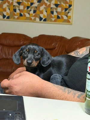 teckel negru pete maro