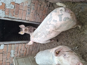 vand porci