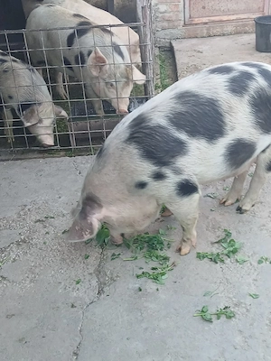 Porc de vanzare - imagine 3
